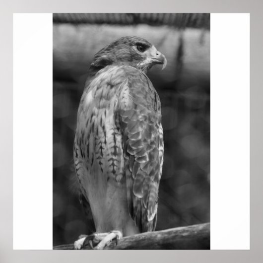 Druk op Falcon B/W Poster (Voorkant)