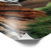 Druk op Tiger en Cub Digital Edition Foto Afdruk (Hoek)