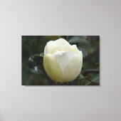 Druk van het Canvas van de magnolia Grandiflora Afdruk (Voorkant)