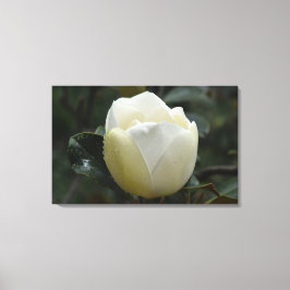 Druk van het Canvas van de magnolia Grandiflora Afdruk