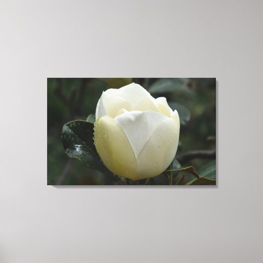 Druk van het Canvas van de magnolia Grandiflora Afdruk (Voorkant)