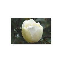 Druk van het Canvas van de magnolia Grandiflora