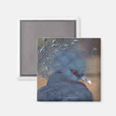 drukke duif magneet (Voorkant / Achterkant)