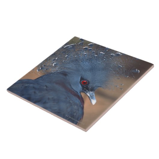 drukke duif tegeltje (Zijkant)