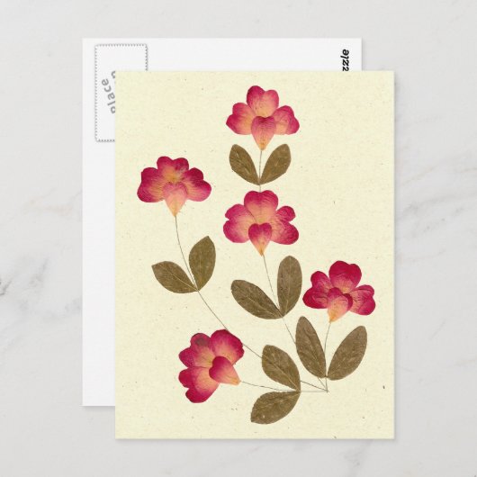 Drukvulling op lichtroze buis briefkaart (Voorkant / Achterkant)