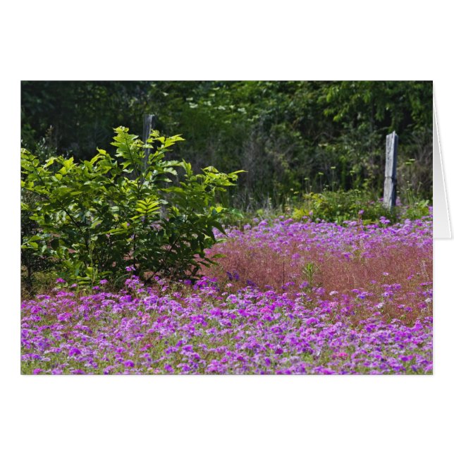 Drummond Phlox, Phlox drummondi, Hilton Head (Voorkant Horizontaal)