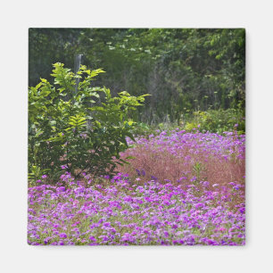 Drummond Phlox, Phlox drummondi, Hilton Head Magneet