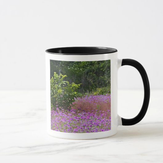 Drummond Phlox, Phlox drummondi, Hilton Head Mok (Rechts)