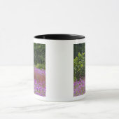 Drummond Phlox, Phlox drummondi, Hilton Head Mok (Midden)