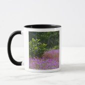 Drummond Phlox, Phlox drummondi, Hilton Head Mok (Links)