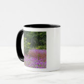 Drummond Phlox, Phlox drummondi, Hilton Head Mok (Voorkant links)