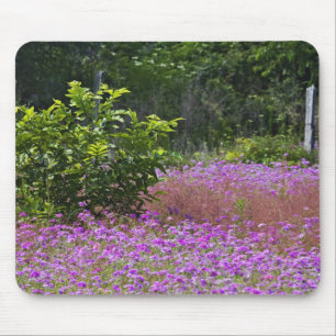 Drummond Phlox, Phlox drummondi, Hilton Head Muismat