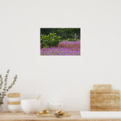 Drummond Phlox, Phlox drummondi, Hilton Head Poster (Keuken)