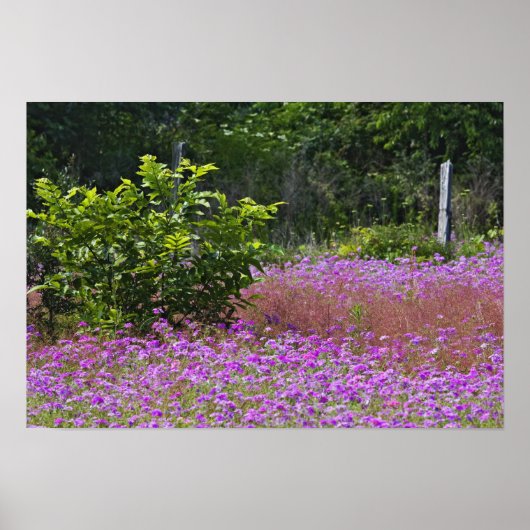 Drummond Phlox, Phlox drummondi, Hilton Head Poster (Voorkant)