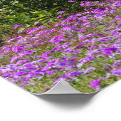 Drummond Phlox, Phlox drummondi, Hilton Head Poster (Hoek)