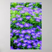 Drummond's clematis - een schattige kleine blauwe  poster (Voorkant)