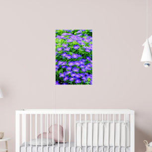Drummond's clematis - een schattige kleine blauwe poster