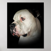 druoling American Bulldog Poster (Voorkant)