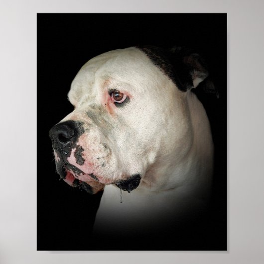 druoling American Bulldog Poster (Voorkant)