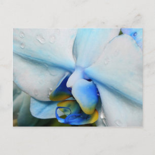 Druppels op blauwe orchidee - briefkaart