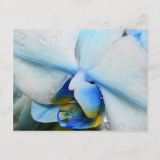 Druppels op blauwe orchidee - briefkaart