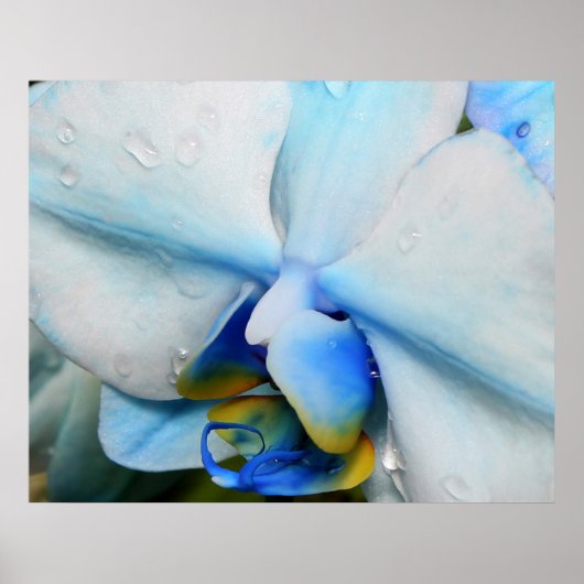 Druppels op blauwe orchidee poster (Voorkant)