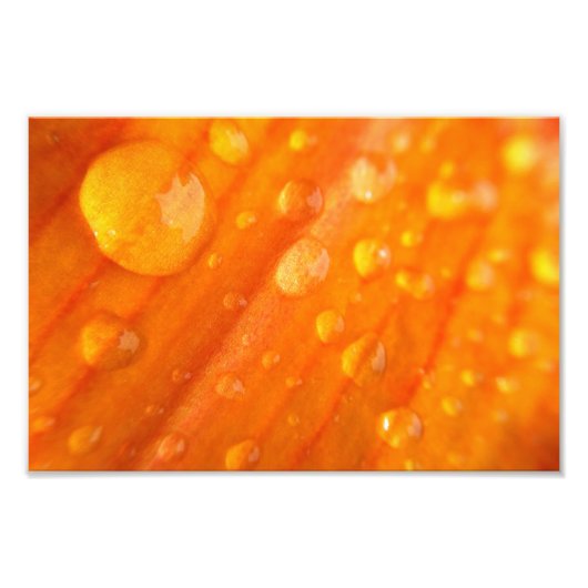 Druppels op helder Oranje ventilator Foto Afdruk (Voorkant)