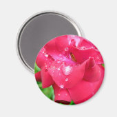 Druppeltjes op Petals Fridge Magnet (Voorkant / Achterkant)