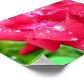 Druppeltjes op Poster van Petals (Hoek)