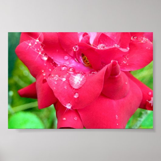 Druppeltjes op Poster van Petals (Voorkant)