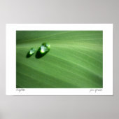 druppeltjes poster (Voorkant)