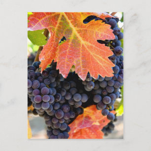 Dry Creek Grape Vine Briefkaart