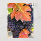 Dry Creek Grape Vine Briefkaart (Voorkant)