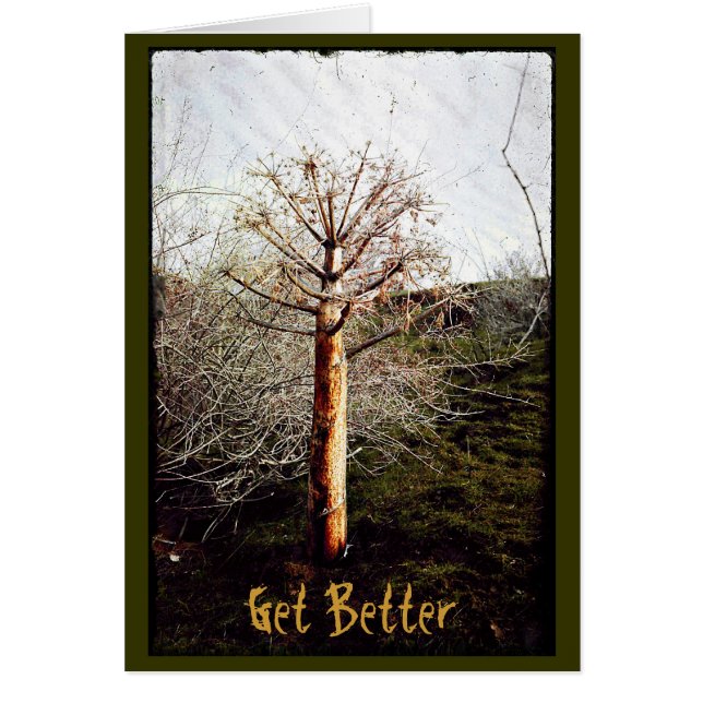 Dry Ferula Plant (Voorkant)