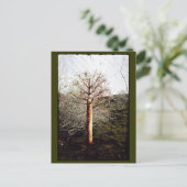 Dry Ferula Plant Briefkaart (Staand voorkant)