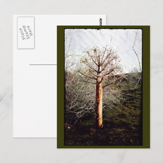 Dry Ferula Plant Briefkaart (Voorkant / Achterkant)