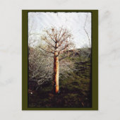 Dry Ferula Plant Briefkaart (Voorkant)