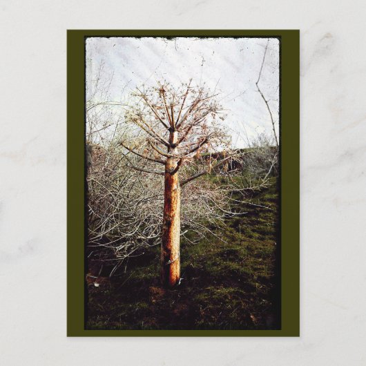 Dry Ferula Plant Briefkaart (Voorkant)