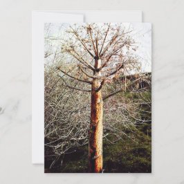 Dry Ferula Plant Feestdagenkaart