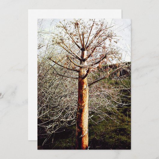 Dry Ferula Plant Feestdagenkaart (Voorkant / Achterkant)