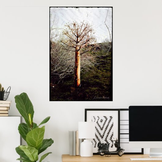 Dry Ferula Plant in Tadzjikistan Poster (Thuiskantoor)