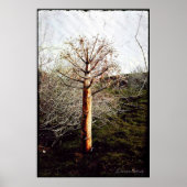 Dry Ferula Plant in Tadzjikistan Poster (Voorkant)