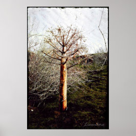 Dry Ferula Plant in Tadzjikistan Poster