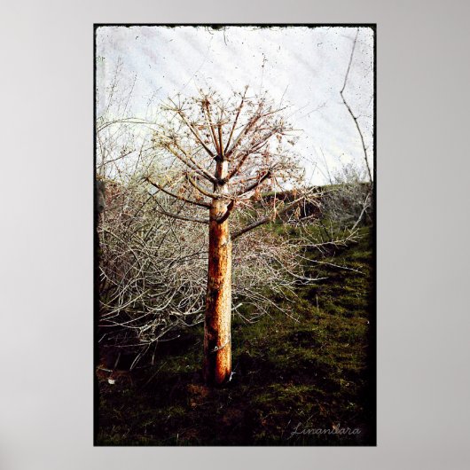 Dry Ferula Plant in Tadzjikistan Poster (Voorkant)