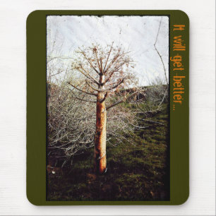 Dry Ferula Plant Muismat