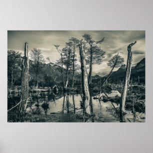 Dry Forest Landscape, Tierra del Fuego, Argentinië Poster