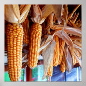 Dry Whole Ear Corn with Husks Poster (Voorkant)