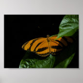 Dryad Print (Voorkant)
