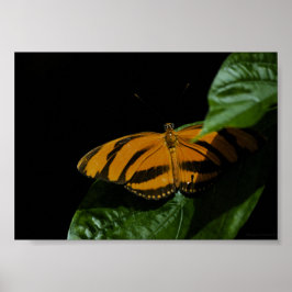 Dryad Print