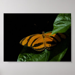 Dryad Print